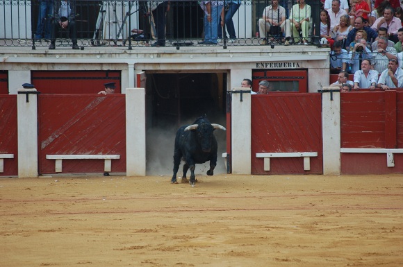 The bull enters the ring