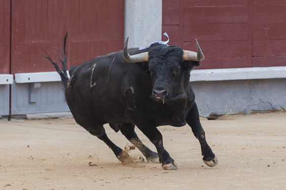 fully grown spanish fighting bull