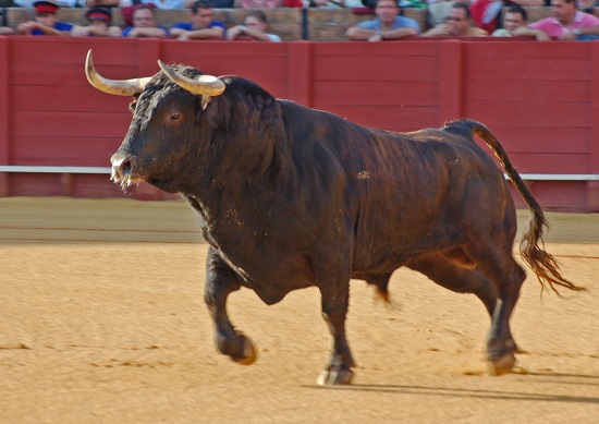 Bulls are not mistreated before a bullfight and have to be cleared by a vet